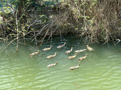 -贡湖湾湿地公园