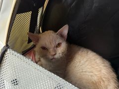 -瑞派福兴宠物医院犬猫全科·骨科·中西医结合(河东店)