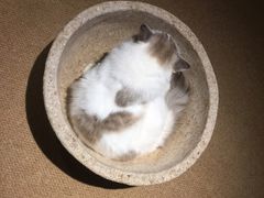 -more than meow吴止猫主题餐厅(承德 中船汇店)