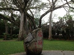 -瑞丽独树成林风景区