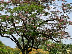 -中国科学院西双版纳热带植物园