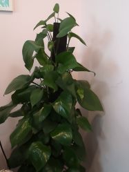 -时尚妈咪产后修复中心