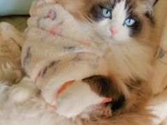 -李小姐の猫咖啡馆(五角场店)