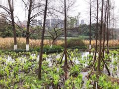 -重庆彩云湖湿地公园