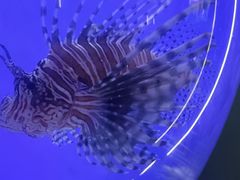 -江和美海洋公园