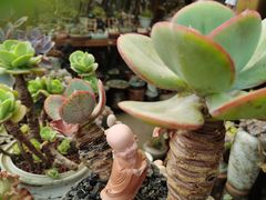 -桂林市花鸟市场