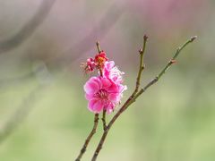 -蜀冈西峰生态公园