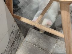 -楼上猫咖(罗湖店)