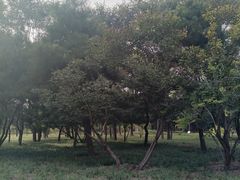 -东升文体公园