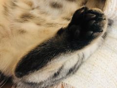 -猫友咖啡店(玉林西路店)