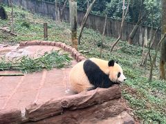 -中国大熊猫保护研究中心雅安碧峰峡基地