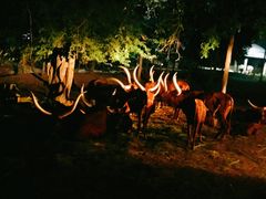 -清迈夜间动物园