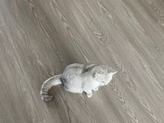 -翊宠yipet猫狗购宠庄园犬舍•猫舍