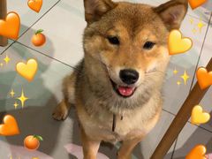 -柴务处·柴犬主题狗咖