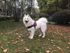 -宠颐生斯嘉宠物医院·急重症·心内科(谷阳北路分院)