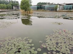 -微山湖红荷湿地景区