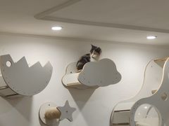 -楼上猫咖(罗湖店)