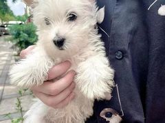 -萌宠之家·腊肠犬·马尔泰·小体犬舍