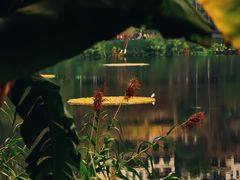 -重庆彩云湖湿地公园
