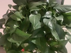 -老乡鸡(阜阳商厦时代广场店)