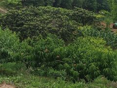 -桃源山庄·水蜜桃采摘·柴火鸡·烧烤团建(龙泉山店)