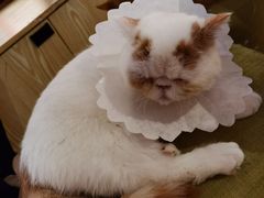 -喵匠猫主题咖啡(凯德和平广场店)