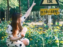 -合肥滨湖国家森林公园