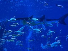 -上海海昌海洋公园