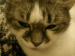 -猫色咖啡·猫咖
