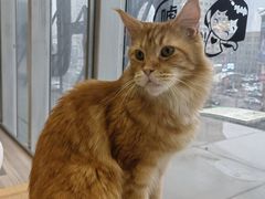 -藏猫猫咖啡主题馆(中央大道店)