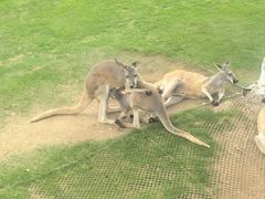 -西霞口神雕山野生动物世界