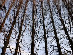 -鲁山国家森林公园