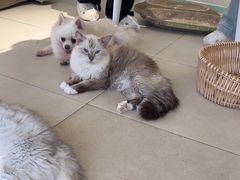 -怪兽屋·羊驼·猫咖·狗咖(俊华广场店)
