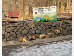 -宫城藏王狐狸村