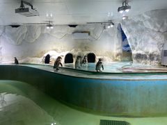 -北戴河圣蓝海洋公园