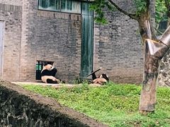 -都江堰中华大熊猫苑