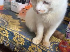 -平行世界·猫咖(首经贸店)