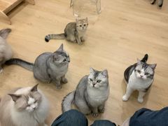 -有喵·猫咖·狗咖·30几只猫10只小狗(岗厦店)