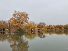 -金塔沙漠胡杨林景区