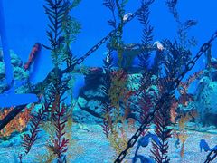 -上海海洋水族馆