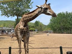 -大连森林动物园