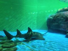 -上海海洋水族馆