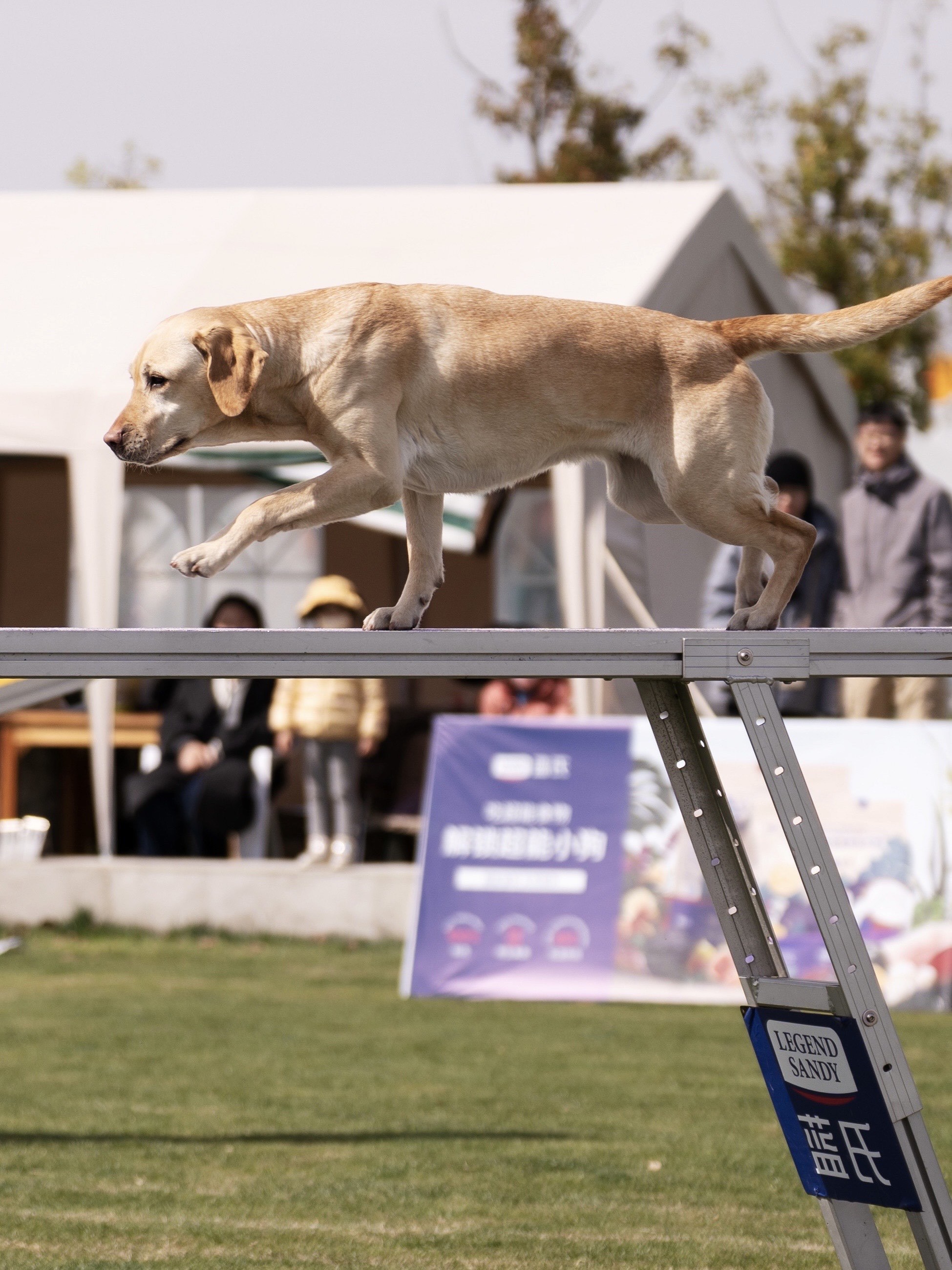 关于超度狗狗的信息 关于超度狗狗的信息