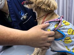 -宠物星动物医院·眼科·异宠·猫科(江南大道总院)