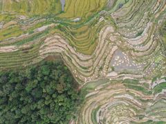 -紫鹊界梯田景区