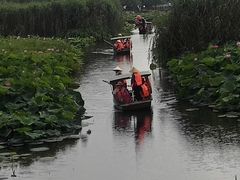-荷塘月色湿地公园·向阳花洲