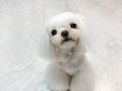 -乐琪宠物医院·犬猫专科·骨外科·急重症