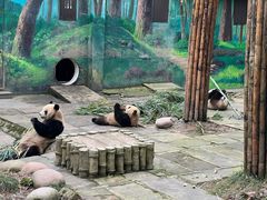 -中国大熊猫保护研究中心雅安碧峰峡基地