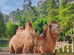 -都江堰玫瑰花溪谷