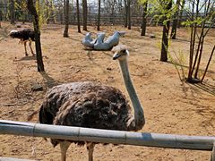 -大连森林动物园